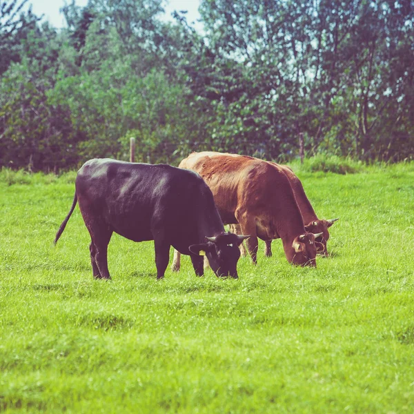 Vacas en un campo verde. Las vacas en un pasto de verano —  Fotos de Stock