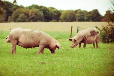 Domuz çiftliği. alan domuzlar. Sağlıklı domuz çayır üzerinde