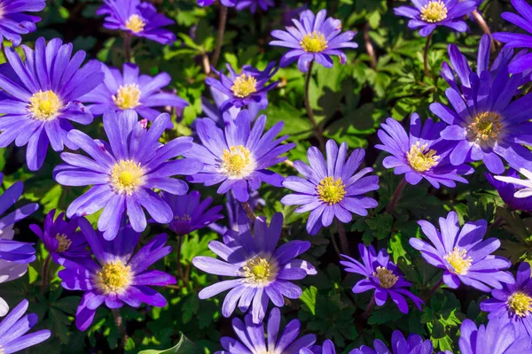 pembe ve mor çiçek arkaplanı