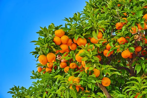 Κήπος των πορτοκαλιών. Πορτοκαλί δέντρο. Μανταρίνια πάνω στο δέντρο — Φωτογραφία Αρχείου