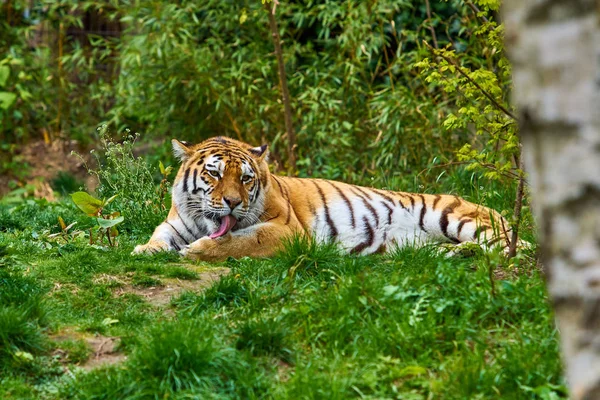 Tiger in forest. Tiger in the nature — Stock Photo, Image