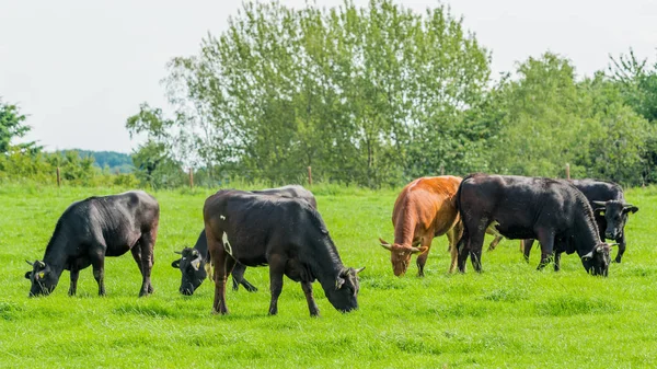 Koeien op de weide. grazende kalveren — Stockfoto