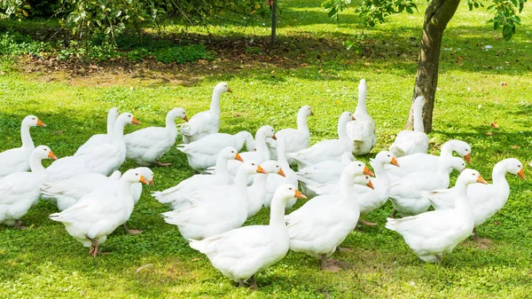 Goose farm.  white geese. white domestic geese grazing in the me — Stock Photo, Image