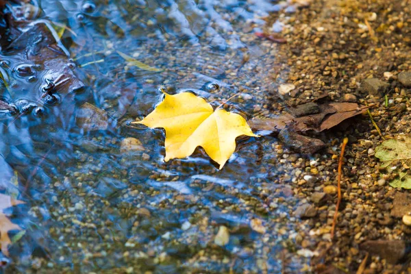 Με φόντο το φθινόπωρο. φύλλα σφένδαμου το φθινόπωρο — Φωτογραφία Αρχείου