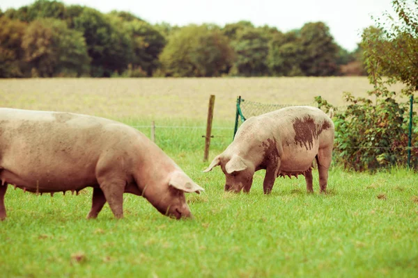 Varken-farm. varkens in veld. Gezonde varkens op weide — Stockfoto