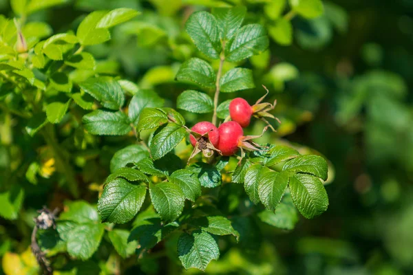 Dog-rose berries. Dog rose fruits (Rosa canina). wild rosehips i — Stock Photo, Image