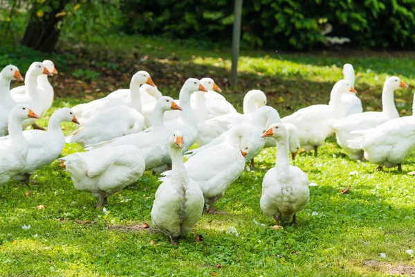 Granja de ganso. gansos blancos. gansos domésticos blancos pastando en el yo — Foto de Stock