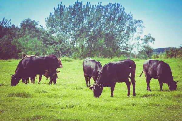 Des vaches sur un champ vert. Vaches sur un pâturage d'été — Photo