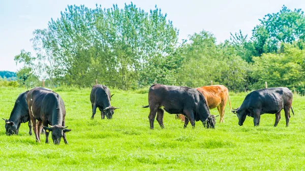 Kor på ängen. bete kalvar — Stockfoto