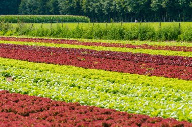 Çiftlikte organik salata. Alan marul. alan taze ve ta
