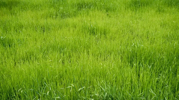 Pradera verde. campo de hierba — Foto de Stock