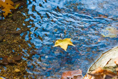 Sonbahar arka plan. akçaağaç yaprakları sonbaharda