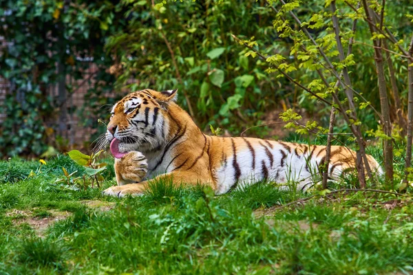 Tiger. Tigers on green grass — Stock Photo, Image