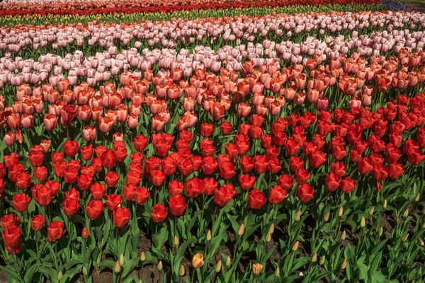 De belles fleurs printanières. champ de fleurs de tulipes — Photo