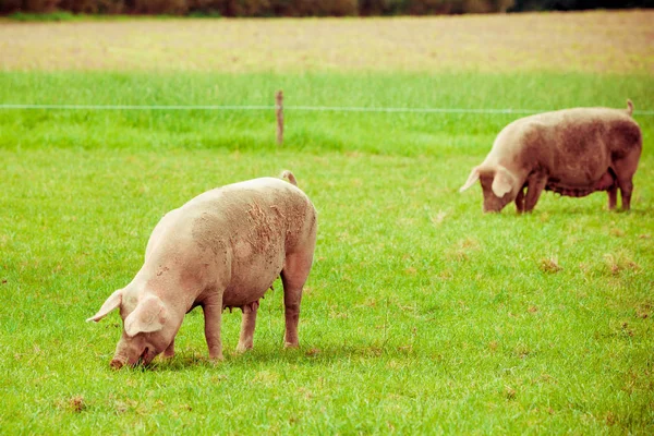 Pig farm.  pigs in field. Healthy pig on meadow