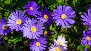 pembe ve mor çiçek arkaplanı