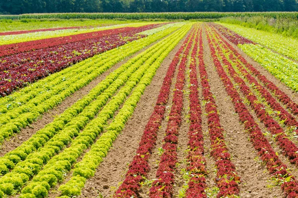 Органічний салат на фермі. Поле салату. поле свіжого і та — стокове фото