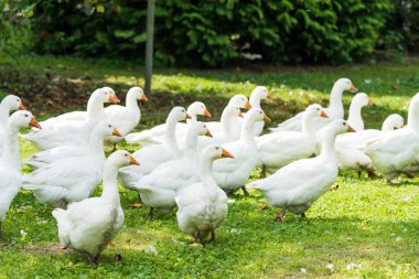 Kaz çiftliği. Beyaz kaz. Beni içeri otlatma beyaz yerli kaz