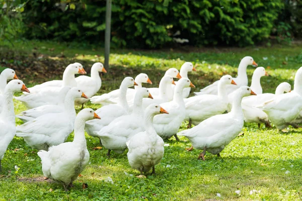 Kaz çiftliği. Beyaz kaz. Beni içeri otlatma beyaz yerli kaz