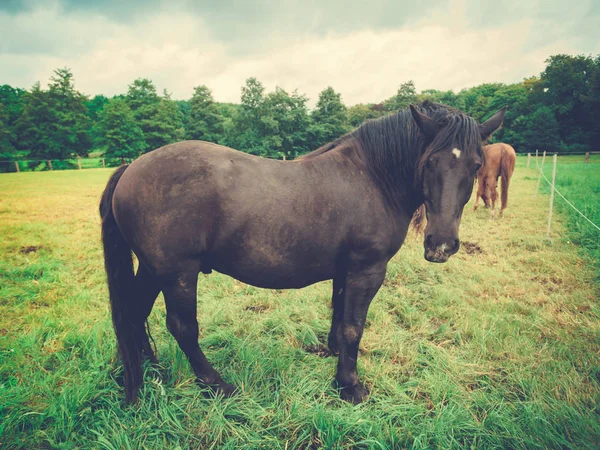 大匹漂亮的马。大黑马 — 图库照片