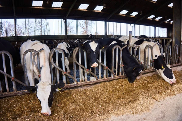 Kühe in einem Bauernhof Kuhstall — Stockfoto