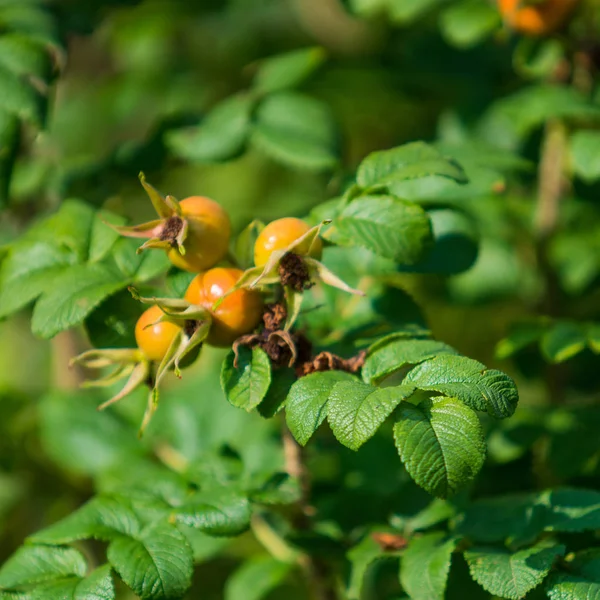 Köpek-gül çilek. Köpek rose meyve (Rosa canina). vahşi kuşburnu ben