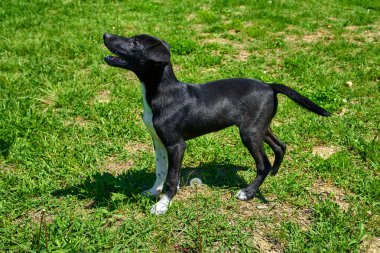 Dış gülümsüyor oynayan köpek. Mutlu köpek. Güzel bir köpek 