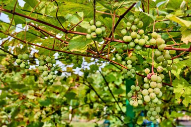 Üzümler vaktinden önce hasat. Şaraplık arka plan. üzüm demet