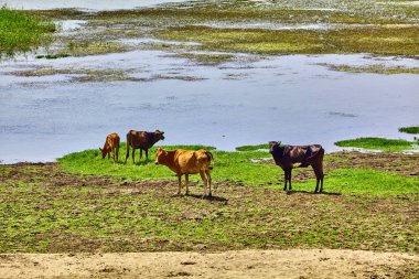 Mısır Nil Nehri. Hayat Nil Nehri üzerinde. Nil'inek