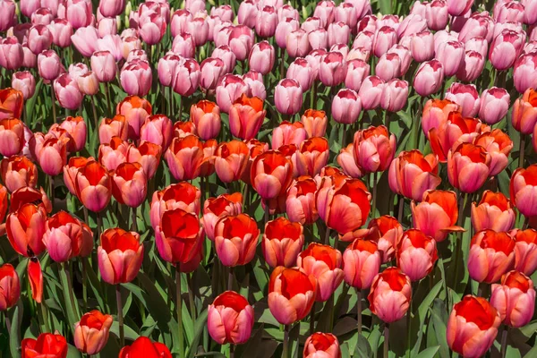 Bellissimi fiori primaverili. campo di fiori di tulipano — Foto Stock