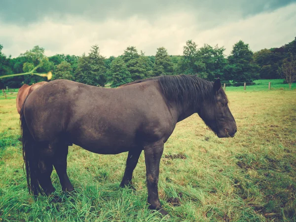 Velké krásné koně. velký černý kůň — Stock fotografie