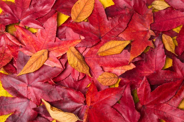 Autumn Leaves Background. Colorful autumn leaves — Stock Photo, Image