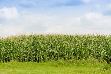 Yeşil Mısır alan. Tarım arazisi