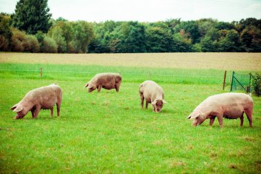 Pig farm.  pigs in field. Healthy pig on meadow clipart