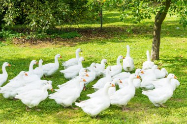 Kaz çiftliği. Beyaz kaz. Beni içeri otlatma beyaz yerli kaz