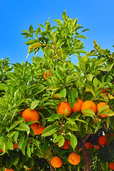 Clementinas amadurecendo na árvore contra o céu azul. Árvore de tangerina. O — Fotografia de Stock