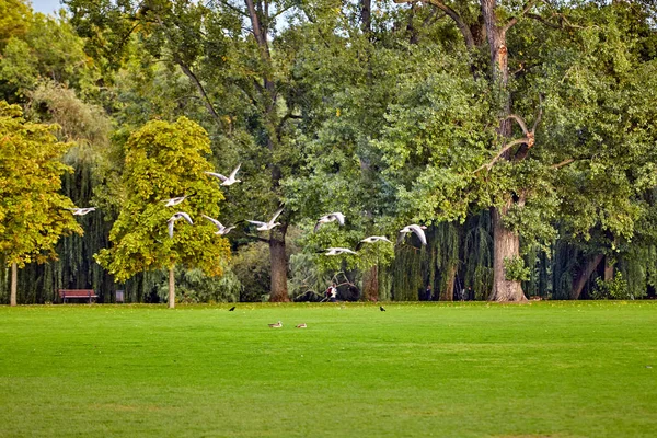 Le parc municipal. Panorama d'un beau parc — Photo