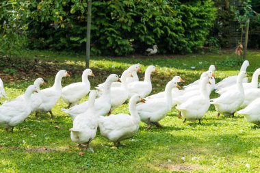 Kaz çiftliği. Beyaz kaz. Beni içeri otlatma beyaz yerli kaz