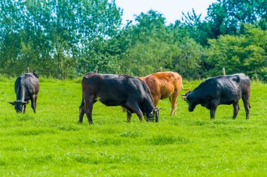 İnekler çayır üzerinde. buzağılar otlatma