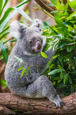 Koala ayısı. Koala Okaliptüs ağacı üzerinde