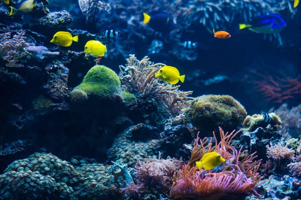 Onderwater scène. Coral reef, kleurrijke vissen groepen — Stockfoto