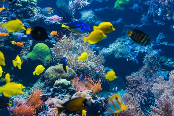 水中シーン。サンゴ礁、カラフルな魚のグループ — ストック写真