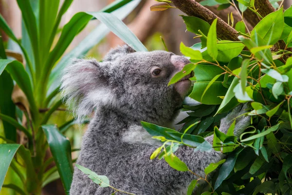 Miś koala. Koala na drzewo eukaliptusa — Zdjęcie stockowe