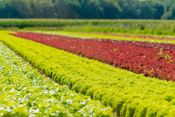 Bio-Salat auf dem Bauernhof. Feldsalat. Bereich der frischen und ta — Stockfoto