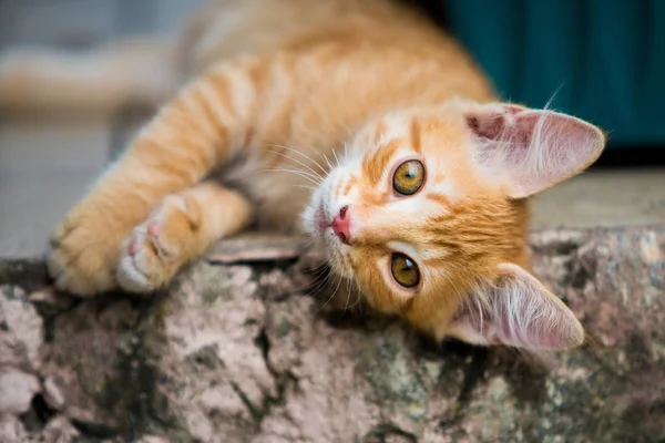 Красная кошечка. смешной котенок — стоковое фото