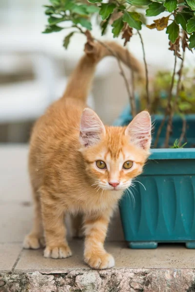 Κόκκινο μικρή γάτα. αστεία γατάκι — Φωτογραφία Αρχείου