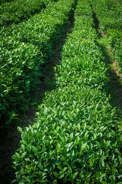Tea plantation. Nature background — Stock Photo, Image