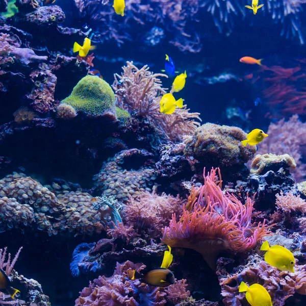 Trópusi hal. Víz alatti világ táj — Stock Fotó