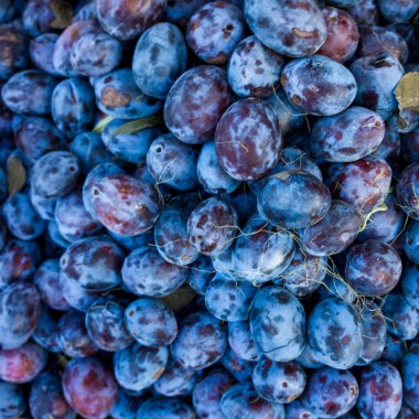 Olgun Erik arka plan. Taze olgun Erik