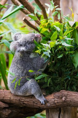 Koala ayısı. Koala Okaliptüs ağacı üzerinde